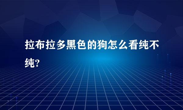 拉布拉多黑色的狗怎么看纯不纯?