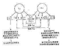 临床常用的细胞因子有哪些