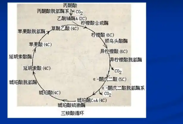 三羧酸循环过程流程图