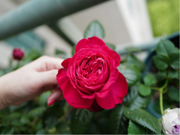 茶花女月季优缺点