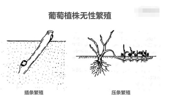 无性来自生殖的方法和优点缺点