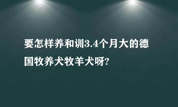 要怎样养和训3.4个月大的德国牧养犬牧羊犬呀?