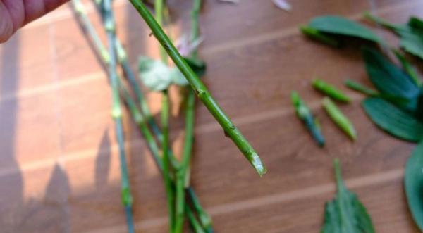 鲜花怎么醒花方法