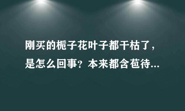 刚买的栀子花叶子都干枯了，是怎么回事？本来都含苞待放了，出门几天回来都枯了，不来自知道还能不能挽救