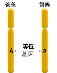 同源染色体上的等位基因为什么