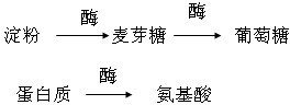 请写出糖类的消化过程______，蛋白质消化的终产物是______