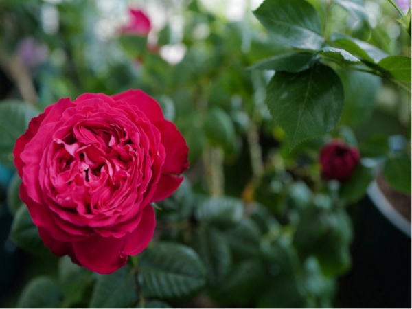 茶花女月季优缺点