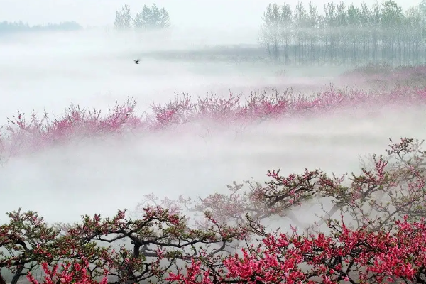 桃花汛是什么汛