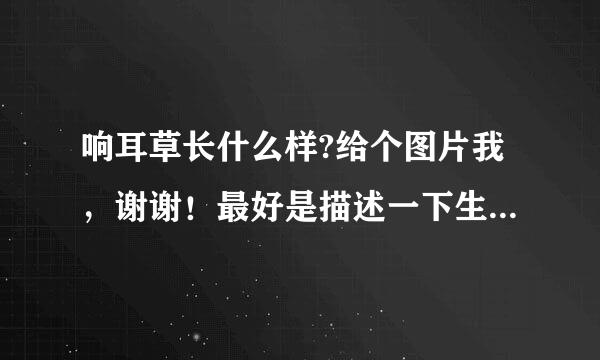 响耳草长什么样?给个图片我，谢谢！最好是描述一下生长环境！