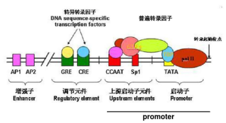 启动子和起消火施所消找创社激始密码子的区别