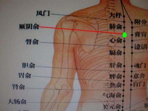 厥阴俞的定位