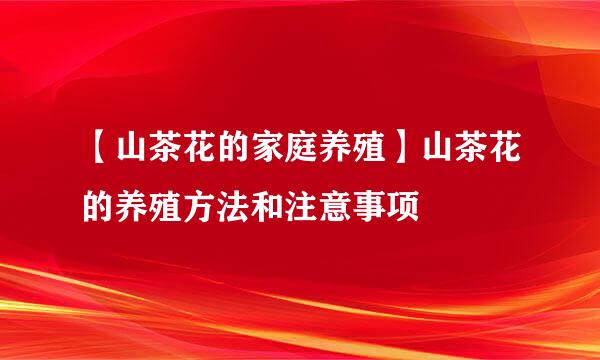 【山茶花的家庭养殖】山茶花的养殖方法和注意事项