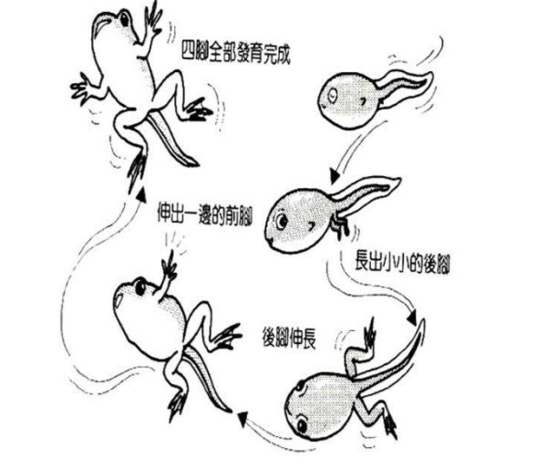 小蝌蚪的成长过程简笔画怎么写