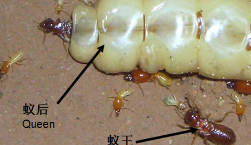 杀白蚁用什么药最好？