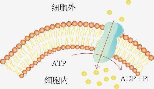 主动运输的例子有什么?