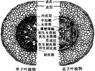 如何区分双子叶植物与单子叶植物