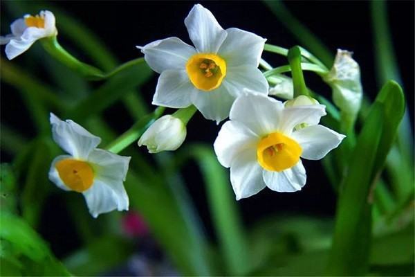 水仙花长什么样子图片