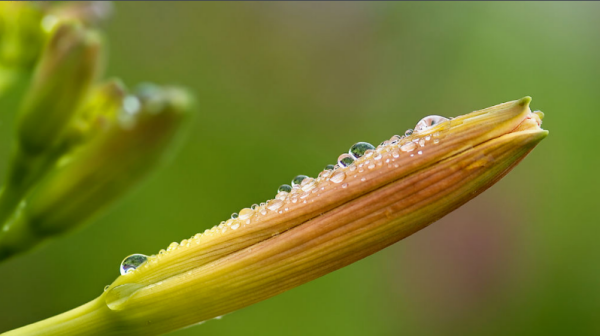 黄花菜的图片