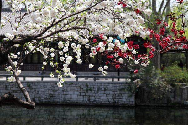 “一树梨花压海棠”什么意思？