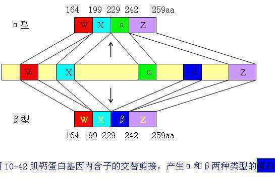 外显子和内含来自子的定义