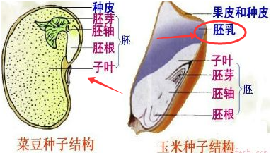 如何区分双子叶植物与单子叶植物