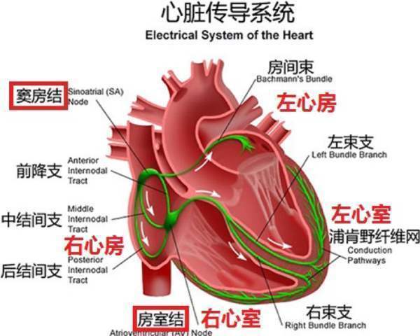 体检报告说我窦性心律不齐，是什么意思？