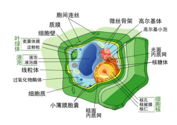 细胞学说的来自要点