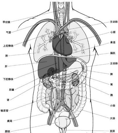 人体五脏六腑结构图