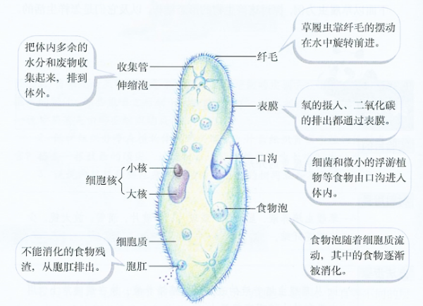 草履虫何械武各个部位的功能和图片