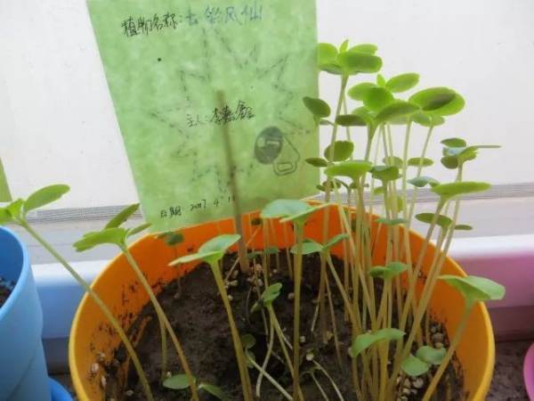 2017年北京市中小学生植物栽培大赛管理系统的网址