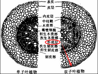 如何区分双子叶植物与单子叶植物