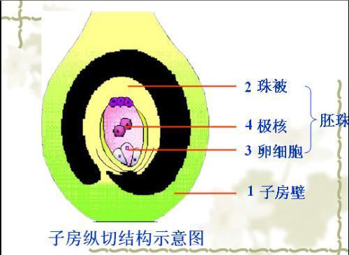 花的结油送讨分编联爱构示意图