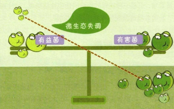 益生菌冻干粉有什么作用