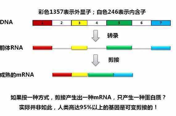 外显子和内含来自子的定义