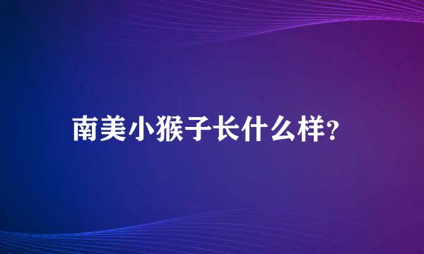 南美小猴子长什么样？