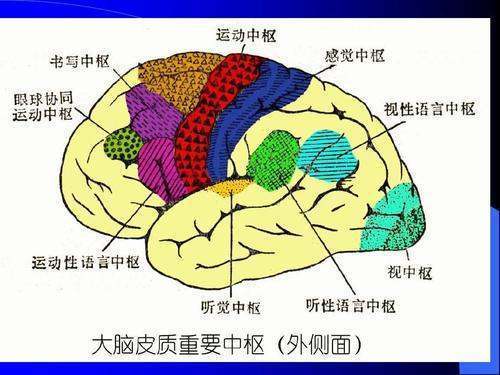 大脑皮质右盾多行功百短马谈的躯体运动，躯体感觉，视觉和听觉的中枢位于何处艺致标第映望集背止座充