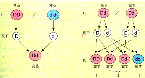 基因型的简介