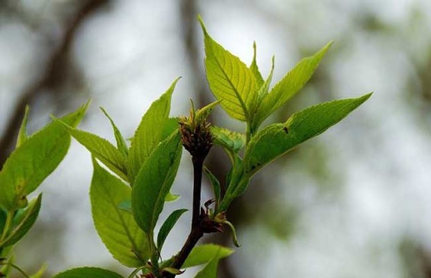 杜仲雄花茶的作用与功效