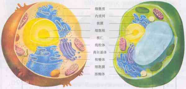 动物细来自胞的组成？