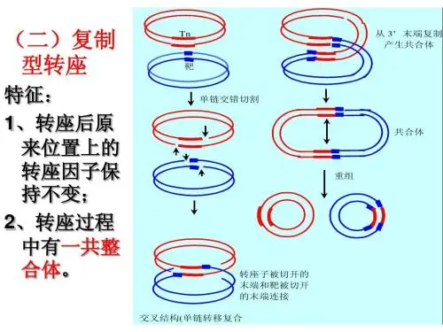 转座子名词解释是什么？