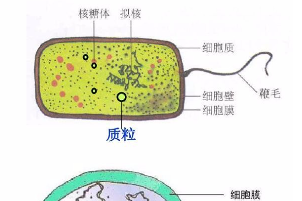 什么是拟来自核?