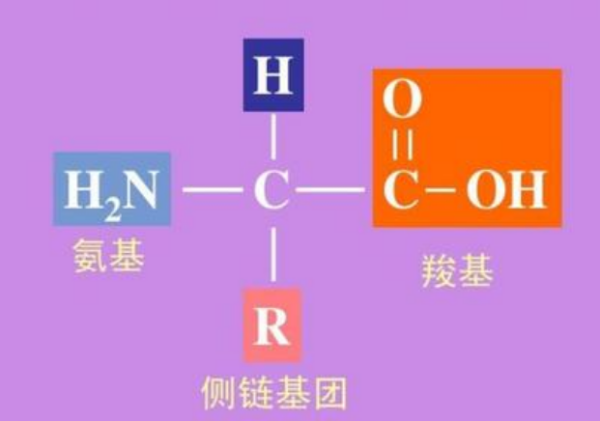 氨基酸结构式通式是什么？