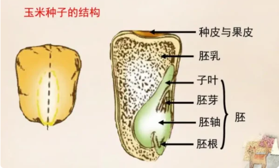 玉米种子的结构图