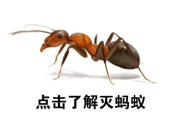 除蚂蚁方法