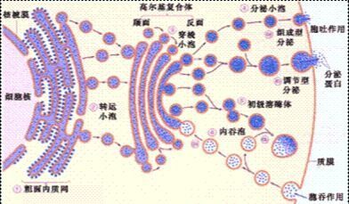 什么是分泌脱甲制能洲项蛋白