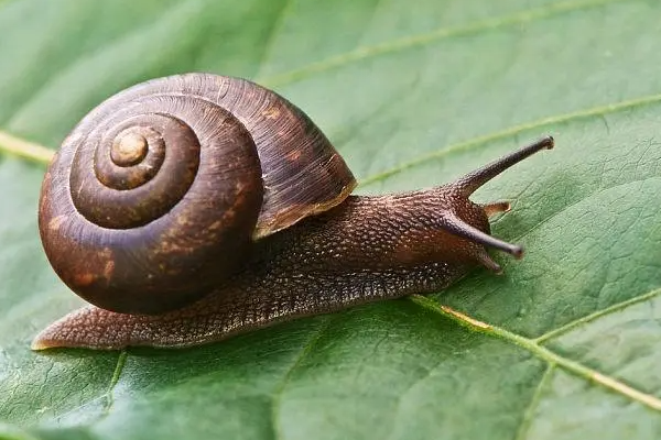 家养宠物排行榜前十名