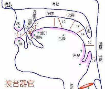 人的发音器官有那些?