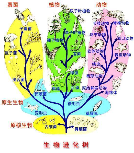 生物分类图【简单的】