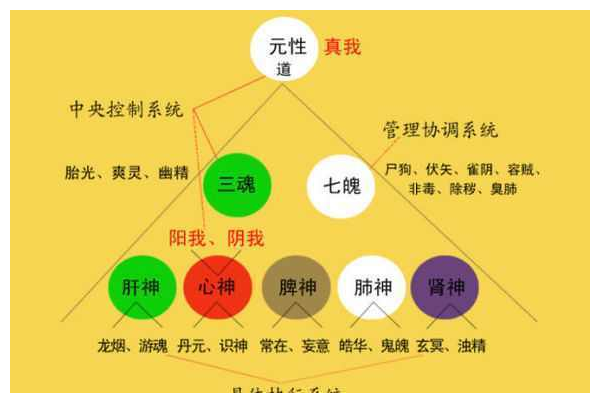 尸狗伏矢雀阴吞贼非毒除秽臭肺怎么读