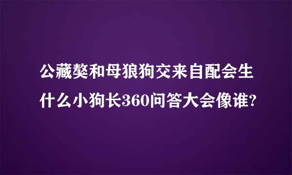 公藏獒和母狼狗交来自配会生什么小狗长360问答大会像谁?